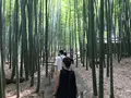 報国寺（竹寺）の写真_380293