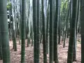 報国寺（竹寺）の写真_380294
