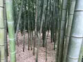 報国寺（竹寺）の写真_380297