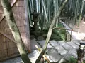 報国寺（竹寺）の写真_380306