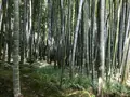報国寺（竹寺）の写真_380313