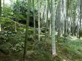 報国寺（竹寺）の写真_380315