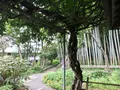 報国寺（竹寺）の写真_380392