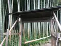 報国寺（竹寺）の写真_380395