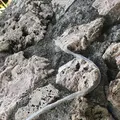 玉取崎展望台の写真_382677