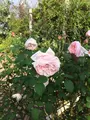 神奈川県立花と緑のふれあいセンター 花菜ガーデンの写真_391869
