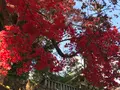 日光東照宮の写真_396064