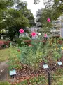 平和記念公園の写真_402480