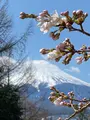 新倉山浅間公園の写真_409839