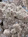 福岡城 名島門の写真_410099