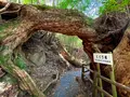 屋久島自然休養林（ヤクスギランド）の写真_417116