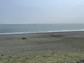 大磯こゆるぎの浜の写真_421646