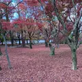 東福寺の写真_422291