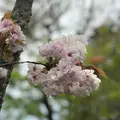 天龍寺 曹源池の写真_425811