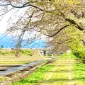 あさひ舟川「春の四重奏」の写真_425955