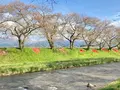 あさひ舟川「春の四重奏」の写真_425956