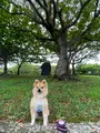県民の森の写真_432110