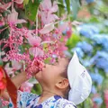よへなあじさい園の写真_433175