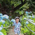 よへなあじさい園の写真_433177