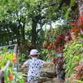 よへなあじさい園の写真_433178