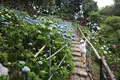 よへなあじさい園の写真_433180