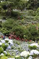 よへなあじさい園の写真_433181