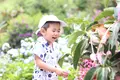 よへなあじさい園の写真_433182