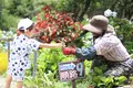 よへなあじさい園の写真_433185