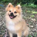 よへなあじさい園の写真_435218