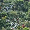 よへなあじさい園の写真_435219