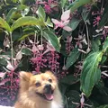 よへなあじさい園の写真_435220