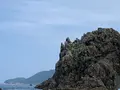 青海島観光汽船の写真_436335
