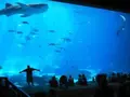 Shanghai Ocean Aquariumの写真_449533