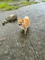 倉敷ダムの写真_454190