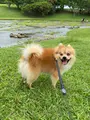 倉敷ダムの写真_454191