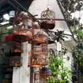 Yuen Po Street Bird Gardenの写真_470572
