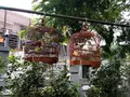 Yuen Po Street Bird Gardenの写真_470575