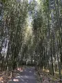 嵐山 竹林の小径の写真_475202