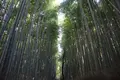 竹林の小径の写真_475203