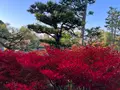 東福寺の写真_478378