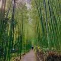 嵐山 竹林の小径の写真_479378