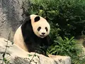 Macao Giant Panda Pavilionの写真_491085