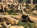 Macao Giant Panda Pavilionの写真_491087