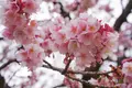 熱海桜の写真_493633