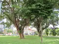 和平青草園の写真_493950