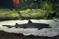 Under Water World（アンダーウォーターワールド）の写真_496052