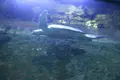 Under Water World（アンダーウォーターワールド）の写真_496054