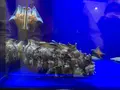 オホーツク流氷館の写真_502054