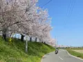 大榑川堤の桜並木の写真_507296