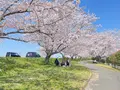 大榑川堤の桜並木の写真_507297